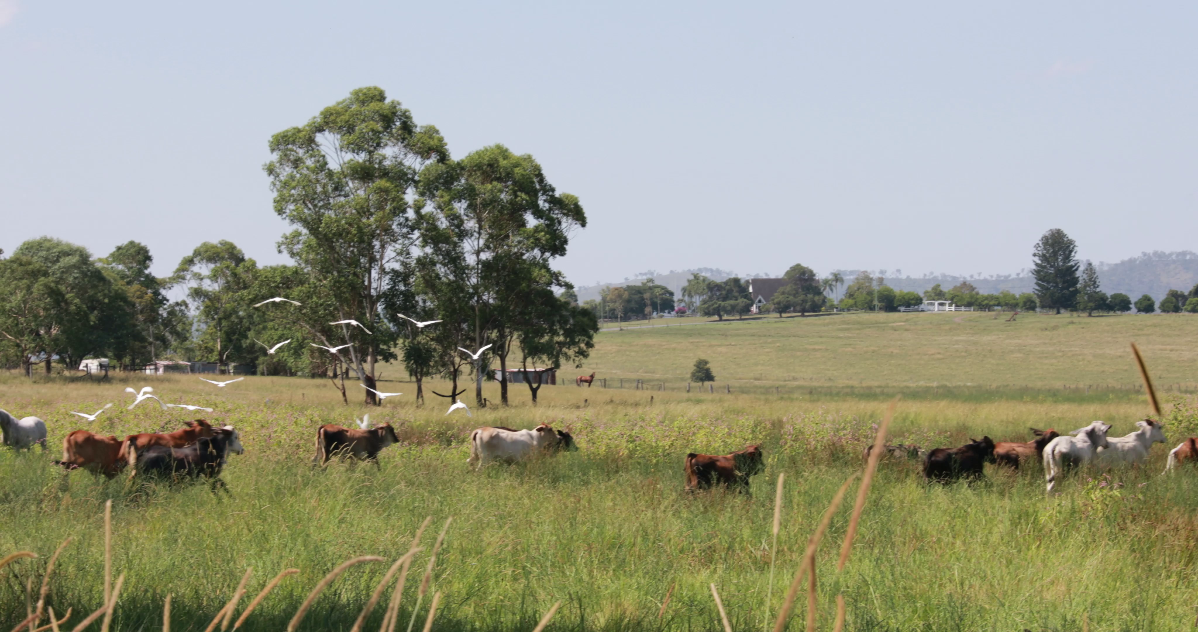 澳大利亚 郊外 参天大树 蓝天白云 草原 平原 牛羊成群
